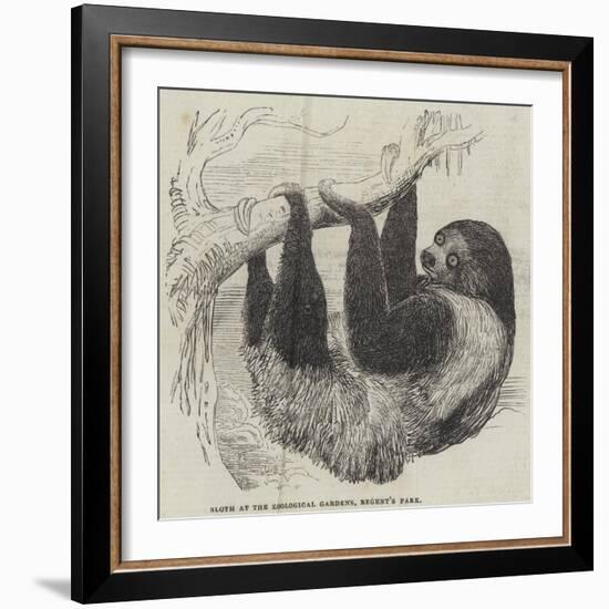 Sloth at the Zoological Gardens, Regent's Park-null-Framed Giclee Print