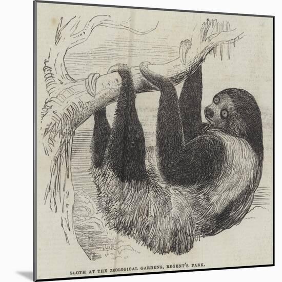 Sloth at the Zoological Gardens, Regent's Park-null-Mounted Giclee Print