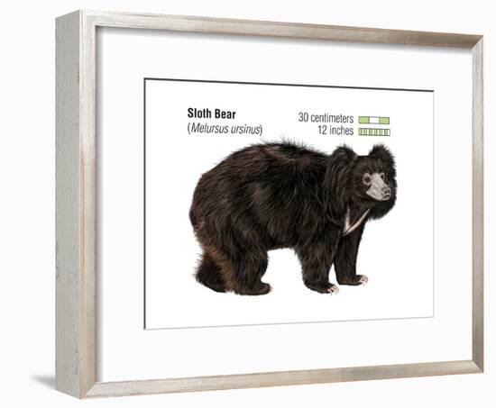 Sloth Bear (Melursus Ursinus), Mammals-Encyclopaedia Britannica-Framed Art Print