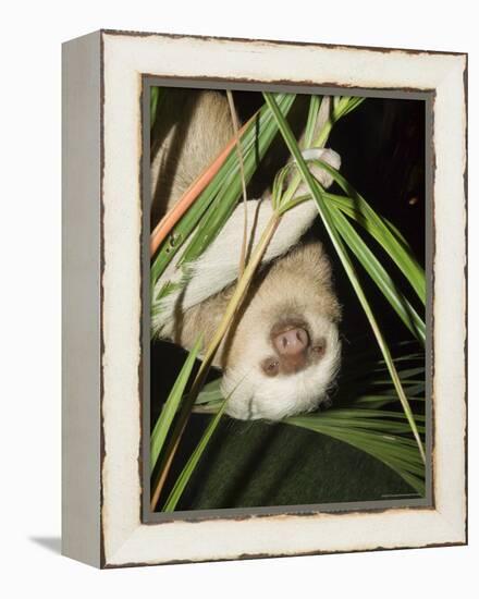 Sloth, Manuel Antonio, Costa Rica, Central America-R H Productions-Framed Premier Image Canvas