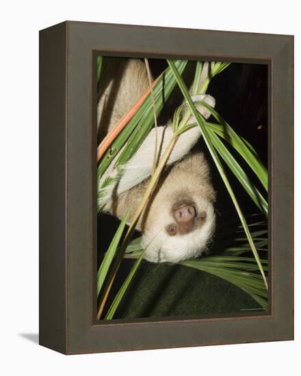 Sloth, Manuel Antonio, Costa Rica, Central America-R H Productions-Framed Premier Image Canvas