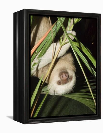 Sloth, Manuel Antonio, Costa Rica, Central America-R H Productions-Framed Premier Image Canvas