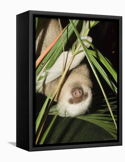 Sloth, Manuel Antonio, Costa Rica, Central America-R H Productions-Framed Premier Image Canvas