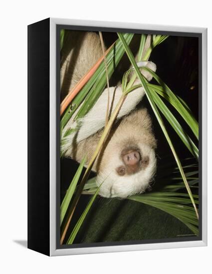 Sloth, Manuel Antonio, Costa Rica, Central America-R H Productions-Framed Premier Image Canvas