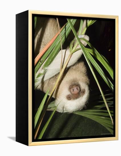 Sloth, Manuel Antonio, Costa Rica, Central America-R H Productions-Framed Premier Image Canvas