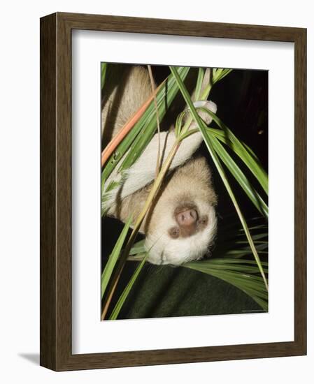 Sloth, Manuel Antonio, Costa Rica, Central America-R H Productions-Framed Photographic Print