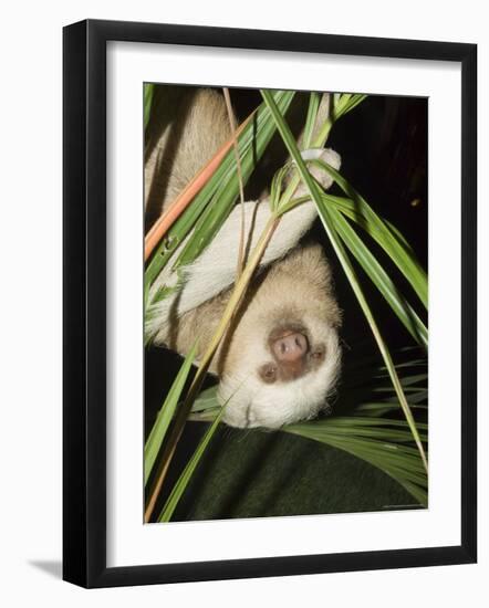 Sloth, Manuel Antonio, Costa Rica, Central America-R H Productions-Framed Photographic Print