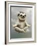 Sloth Meditating-Adam Lawless-Framed Photographic Print