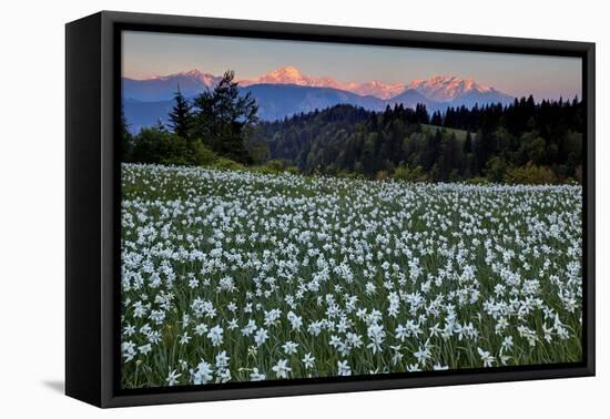 Slovenia, Alps, Narcissi Narcissus Poeticus in Front of the Julischen Alps-Bernd Rommelt-Framed Premier Image Canvas