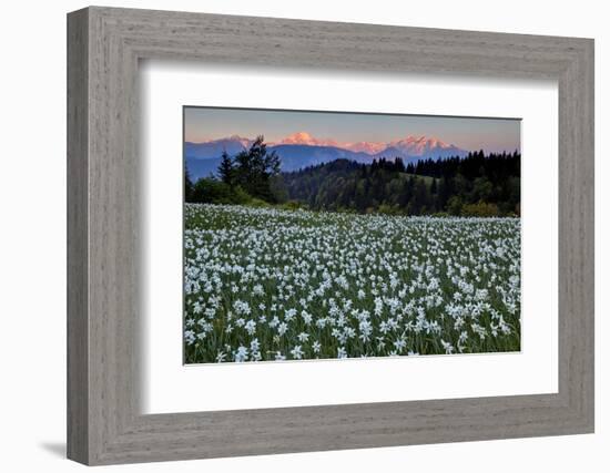 Slovenia, Alps, Narcissi Narcissus Poeticus in Front of the Julischen Alps-Bernd Rommelt-Framed Photographic Print