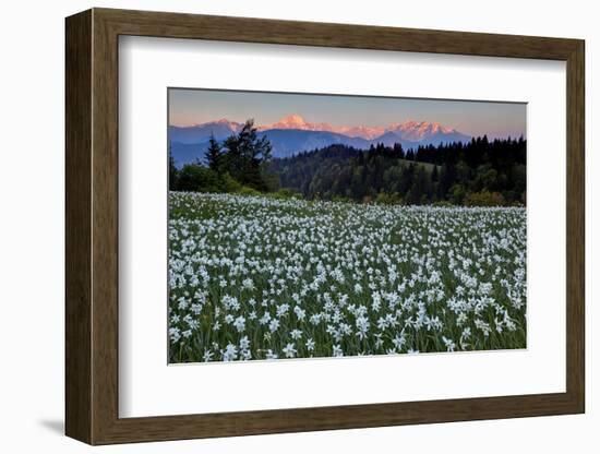 Slovenia, Alps, Narcissi Narcissus Poeticus in Front of the Julischen Alps-Bernd Rommelt-Framed Photographic Print