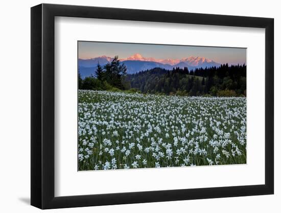 Slovenia, Alps, Narcissi Narcissus Poeticus in Front of the Julischen Alps-Bernd Rommelt-Framed Photographic Print