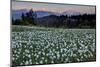 Slovenia, Alps, Narcissi Narcissus Poeticus in Front of the Julischen Alps-Bernd Rommelt-Mounted Photographic Print