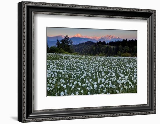 Slovenia, Alps, Narcissi Narcissus Poeticus in Front of the Julischen Alps-Bernd Rommelt-Framed Photographic Print