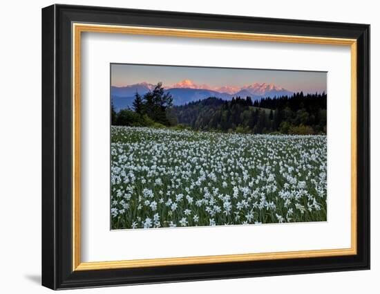 Slovenia, Alps, Narcissi Narcissus Poeticus in Front of the Julischen Alps-Bernd Rommelt-Framed Photographic Print
