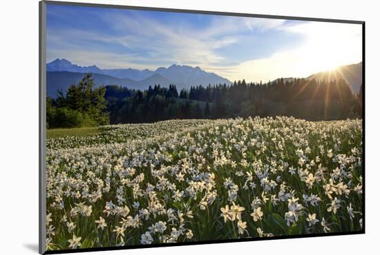 Slovenia, Alps, Narcissi Narcissus Poeticus in Front of the Julischen Alps-Bernd Rommelt-Mounted Photographic Print