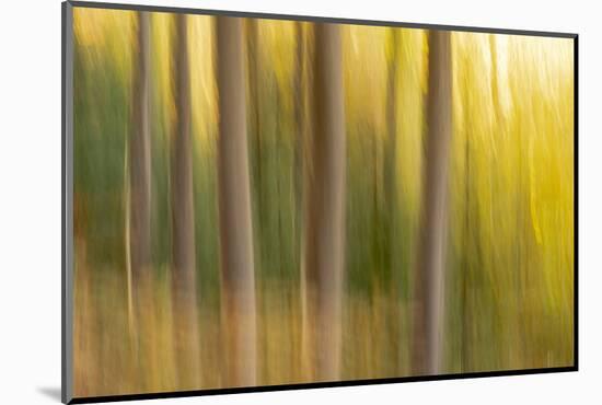 Slovenia, Triglav National Park. Freeform images of tree trunks with fall colors behind.-Ellen Goff-Mounted Photographic Print