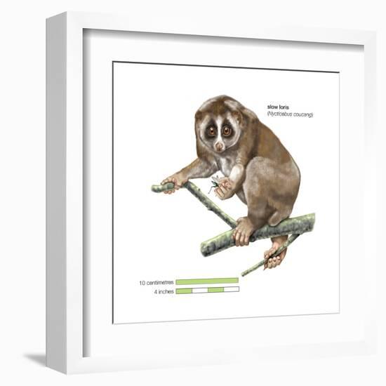 Slow Loris (Nycticebus Coucang), Primate, Mammals-Encyclopaedia Britannica-Framed Art Print