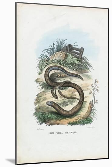 Slow Worm, 1863-79-Raimundo Petraroja-Mounted Giclee Print