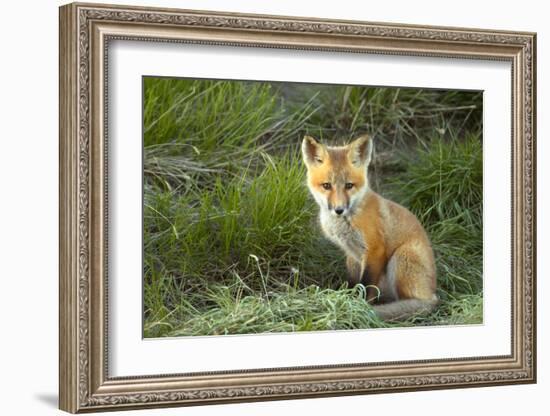 Sly Red Fox Kit, Central Montana-Jason Savage-Framed Giclee Print