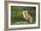 Sly Red Fox Kit, Central Montana-Jason Savage-Framed Giclee Print