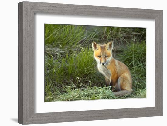 Sly Red Fox Kit, Central Montana-Jason Savage-Framed Giclee Print