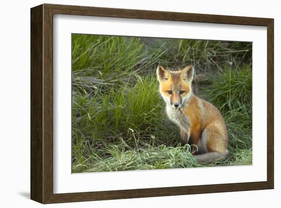 Sly Red Fox Kit, Central Montana-Jason Savage-Framed Giclee Print