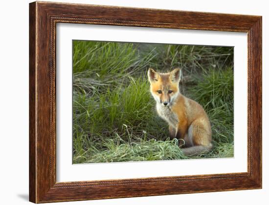 Sly Red Fox Kit, Central Montana-Jason Savage-Framed Giclee Print
