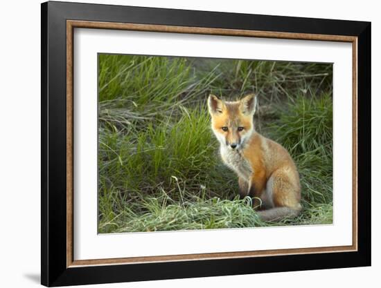 Sly Red Fox Kit, Central Montana-Jason Savage-Framed Giclee Print