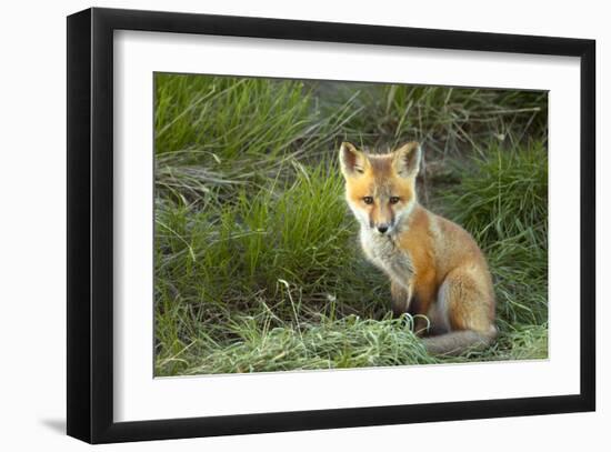 Sly Red Fox Kit, Central Montana-Jason Savage-Framed Giclee Print