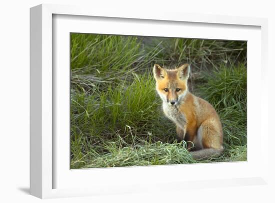 Sly Red Fox Kit, Central Montana-Jason Savage-Framed Giclee Print