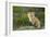 Sly Red Fox Kit, Central Montana-Jason Savage-Framed Giclee Print