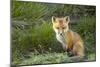 Sly Red Fox Kit, Central Montana-Jason Savage-Mounted Giclee Print