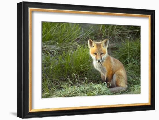 Sly Red Fox Kit, Central Montana-Jason Savage-Framed Giclee Print