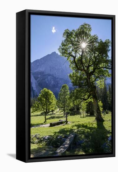 Small Ahornboden, Harewood in the Back Light in Front of Rauhkarlspitze, Karwendel, Tyrol-Rolf Roeckl-Framed Premier Image Canvas