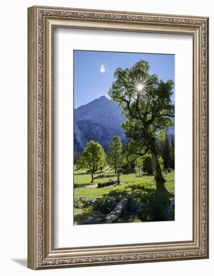 Small Ahornboden, Harewood in the Back Light in Front of Rauhkarlspitze, Karwendel, Tyrol-Rolf Roeckl-Framed Photographic Print