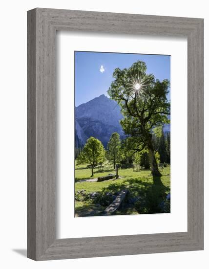 Small Ahornboden, Harewood in the Back Light in Front of Rauhkarlspitze, Karwendel, Tyrol-Rolf Roeckl-Framed Photographic Print