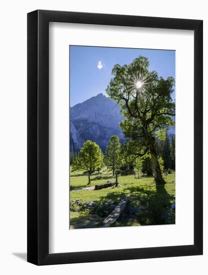 Small Ahornboden, Harewood in the Back Light in Front of Rauhkarlspitze, Karwendel, Tyrol-Rolf Roeckl-Framed Photographic Print