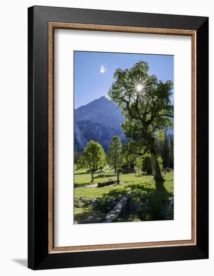 Small Ahornboden, Harewood in the Back Light in Front of Rauhkarlspitze, Karwendel, Tyrol-Rolf Roeckl-Framed Photographic Print