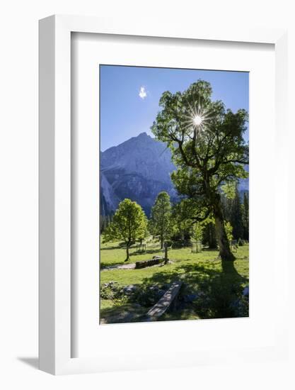 Small Ahornboden, Harewood in the Back Light in Front of Rauhkarlspitze, Karwendel, Tyrol-Rolf Roeckl-Framed Photographic Print