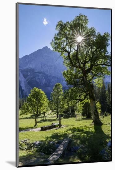 Small Ahornboden, Harewood in the Back Light in Front of Rauhkarlspitze, Karwendel, Tyrol-Rolf Roeckl-Mounted Photographic Print