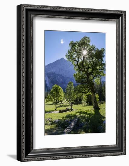 Small Ahornboden, Harewood in the Back Light in Front of Rauhkarlspitze, Karwendel, Tyrol-Rolf Roeckl-Framed Photographic Print