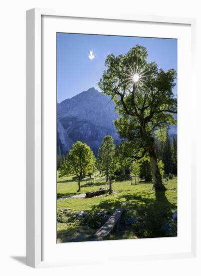 Small Ahornboden, Harewood in the Back Light in Front of Rauhkarlspitze, Karwendel, Tyrol-Rolf Roeckl-Framed Photographic Print