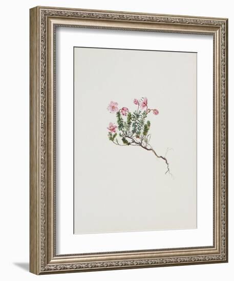 Small Alpine Rose-Moritz Michael Daffinger-Framed Art Print