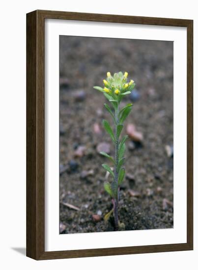 Small Alyssum (Alyssum Alyssoides)-Bob Gibbons-Framed Photographic Print