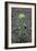 Small Alyssum (Alyssum Alyssoides)-Bob Gibbons-Framed Photographic Print