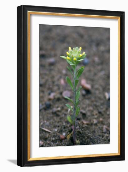 Small Alyssum (Alyssum Alyssoides)-Bob Gibbons-Framed Photographic Print