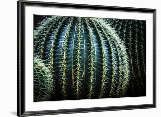 Small And Large Barrel Cactus-Anthony Paladino-Framed Giclee Print