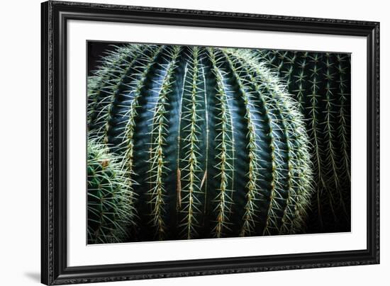 Small And Large Barrel Cactus-Anthony Paladino-Framed Giclee Print