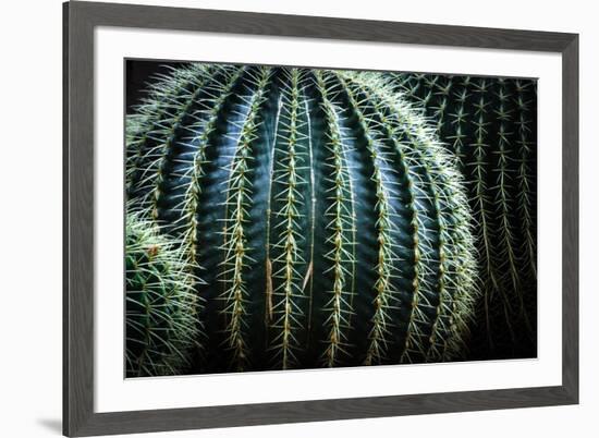 Small And Large Barrel Cactus-Anthony Paladino-Framed Giclee Print